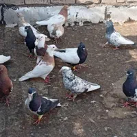 کفتر|پرنده|کرج, گلستان|دیوار