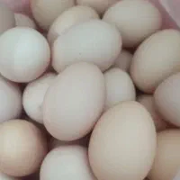تخم مرغ محلی