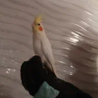 یک عدد عروس هلندی لوتینو ماده|پرنده|قزوین, |دیوار