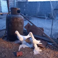 سلام یک جوفت اغ پارپاری|پرنده|تبریز, |دیوار