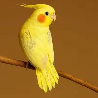 دوتا عروس هلندی دوکت لوتینو پروانه ای