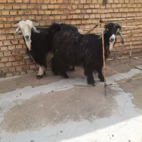 تیبز گله داری