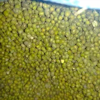 ماشک|لوازم جانبی حیوانات|دهدشت, |دیوار