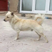 سگ گمشده|سگ|نهاوند, |دیوار