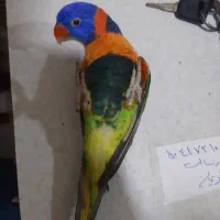 انواع طوطیسانان راهب ملنگو گرینچیک ....|پرنده|قم, انسجام|دیوار