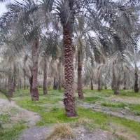 زمین امیرآباد