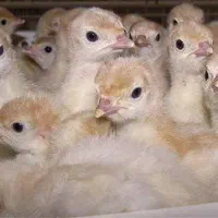 جوجه بوقلمون بیوتی