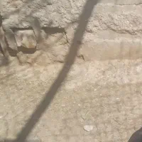 اردک تخم گذار