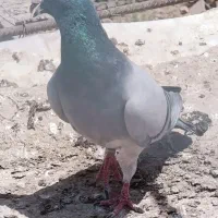 ۶۰۰|پرنده|هامون, |دیوار