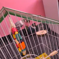 یک جفت طوطی برزیلی