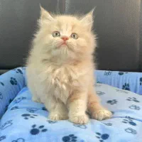 بچه گربه های تو دل بروی ناز|گربه|اهواز, کیانپارس |دیوار