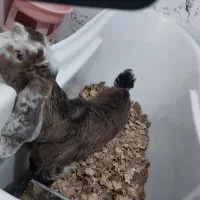 بز پاکستانی اوزون گولاخ|حیوانات مزرعه|مشگین شهر, |دیوار