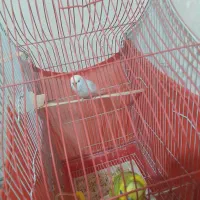 پرنده|پرنده|سرپل ذهاب, |دیوار