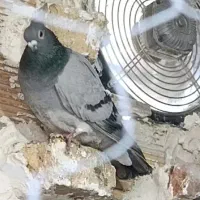 تعدادی ماده قشنگ و هوایی|پرنده|دورود, |دیوار