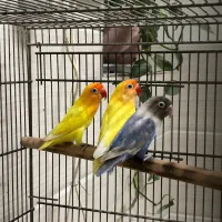 برزیلی ماده تک و جفت مولد|پرنده|یزد, |دیوار