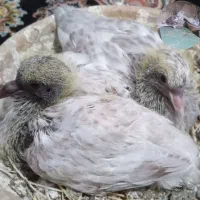 جوجه کبوتر تهرانی موش پا گم شده