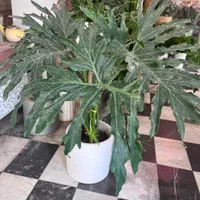 برگ انجیری|گل و گیاه طبیعی|تهران, پرستار|دیوار