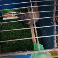 عروس هلندی .فنچ .مرغ عشق|پرنده|بجنورد, |دیوار