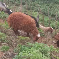 بره ماده سالم چاق