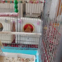 عروس هلندی مولد به شرط