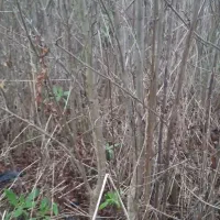 نهال انارملس ممتازچهارساله و انجیر سفید آماده کاشت