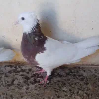 کبوتر|پرنده|بیستون, |دیوار