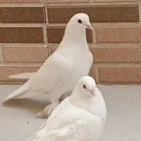 کبوتر یک جفت لوطی