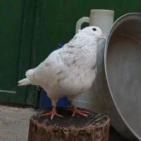 کبوتر طوق|پرنده|مریوان, |دیوار