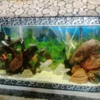 چهارپایه و اکواریوم|ماهی|مشهد, مصلی (کارمندان اول)|دیوار