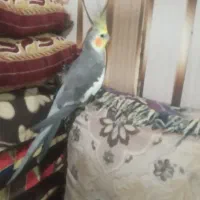 عروس هلندی