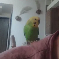 مرغ عشق گم شده