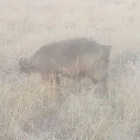 قوچ وبره ماده