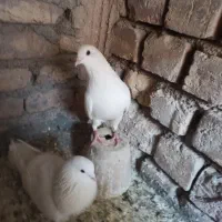 کبوتر دمگیر|پرنده|برخوار, |دیوار