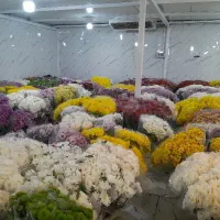 کارگر آقا ساده و بازاریاب خانم