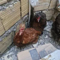 مرغ محلی تخم گذار