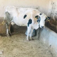 یک عدد گاو گوشتی