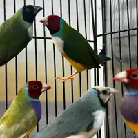 فنچ گلدین|پرنده|رشت, گلسار|دیوار
