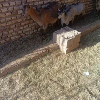 بزدوقلوزا وشیرا فروشی