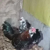 مرغ و خروس گلین