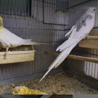 عروس هلندی فوری