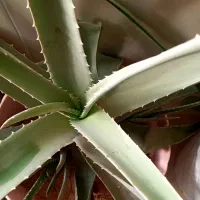 گل آلوئه ورا|گل و گیاه طبیعی|اراک, |دیوار