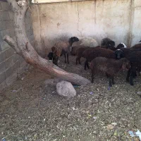 میش وبره|حیوانات مزرعه|کوهسار (البرز), |دیوار