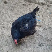 مرغ وخروس محلی قایمیه|حیوانات مزرعه|کوه چنار, |دیوار