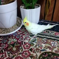 عروس هلندی|پرنده|سبزوار, هویزه|دیوار