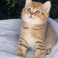 بچه گربه بریتیش گلد