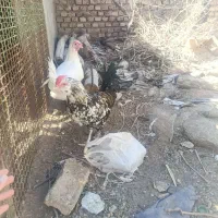 سوپرخروس لاکندزی کمیاب نژاد تخم رنگی ویک خروس گلین