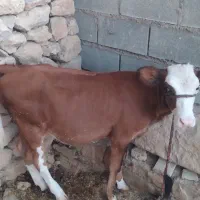 گاو و گوساله