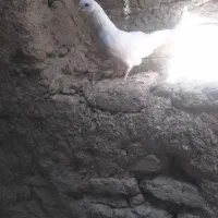 کبوتر|پرنده|سامن, |دیوار