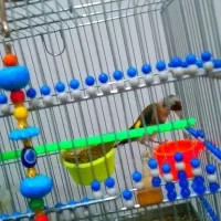 سهره چهار گل|پرنده|مشهد, کوی دروی|دیوار