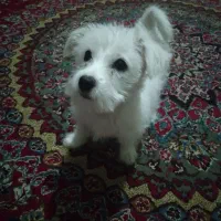 سگ شیتزو تربت جام|سگ|تربت جام, جامرود|دیوار